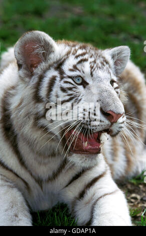 Weiße Tiger, Panthera Tigris, Porträt von Cub Stockfoto