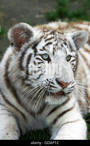 Weiße Tiger, Panthera Tigris, Cub Stockfoto