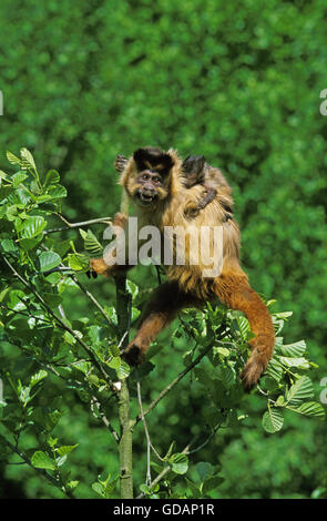 SCHWARZ begrenzt KAPUZINER Cebus Apella, Mutter tragen BABY ON ITS BACK Stockfoto