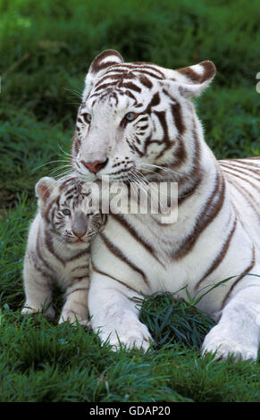 Weiße Tiger, Panthera Tigris, Mutter mit Jungtier Stockfoto