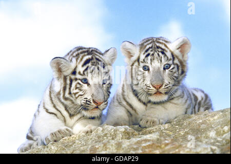 Weiße Tiger, Panthera Tigris, Cub Stockfoto