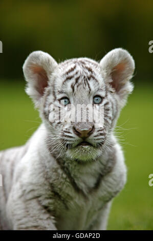 Weiße Tiger, Panthera Tigris, Porträt von Cub Stockfoto