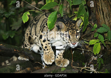 GETRÜBT LEOPARD Neofelis Nebulosa, Erwachsene Stockfoto