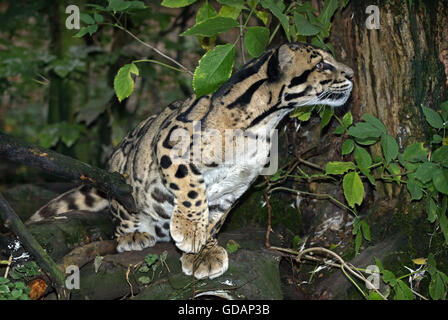 GETRÜBT LEOPARD Neofelis Nebulosa, Erwachsene Stockfoto