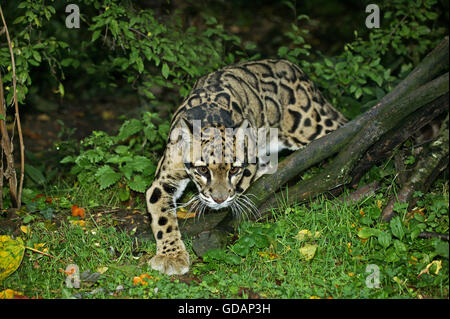 GETRÜBT LEOPARD Neofelis Nebulosa, Erwachsene Stockfoto