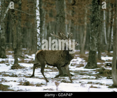 Rothirsch, Cervus Elaphus, Männlich, die auf Schnee Stockfoto