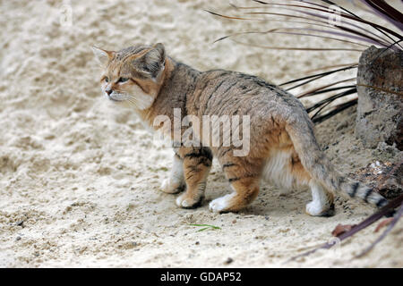 Sand Cat, Felis Margarita, Erwachsene Stockfoto