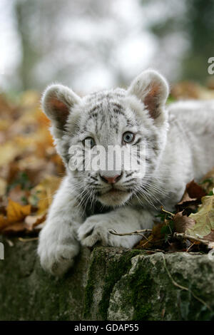 Weiße Tiger, Panthera Tigris, Cub Stockfoto