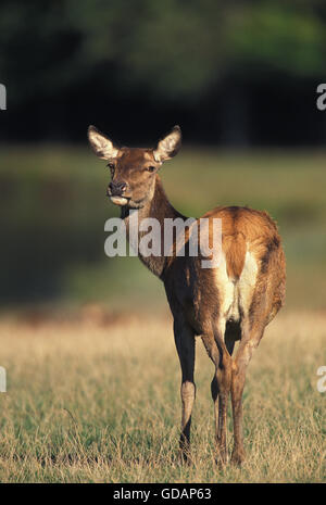 Rothirsch, Cervus Elaphus, Weiblich Stockfoto
