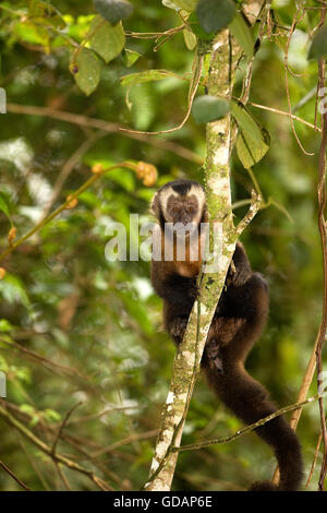 Schwarz begrenzt Capuchin, Cebus Apella, Erwachsene auf Ast, Manu Nationalpark in Peru Stockfoto