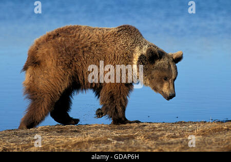 GRIZZLY Bär Ursus Arctos Horribilis, Erwachsenen WALKING neben See, ALASKA Stockfoto