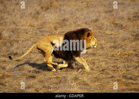 AFRIKANISCHER Löwe Panthera Leo, männliche ausgeführt durch SAVANNAH Stockfoto