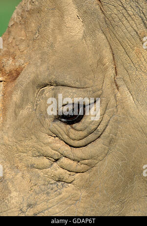 Breitmaulnashorn Ceratotherium Simum, close-up OF EYE, Südafrika Stockfoto