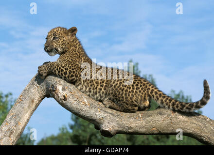 Leoparden Panthera Pardus, CUB ON BRANCH Stockfoto