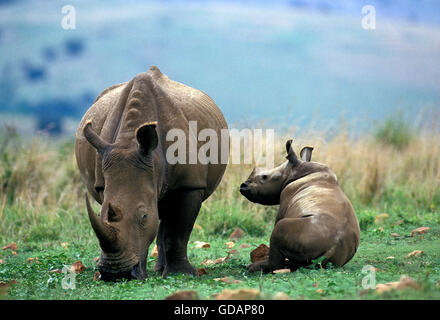 Breitmaulnashorn Ceratotherium Simum, weibliche mit Kalb, Südafrika Stockfoto