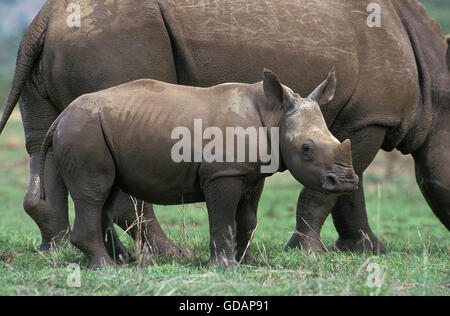 Breitmaulnashorn, Ceratotherium Simum, weiblich mit Kalb, Südafrika Stockfoto