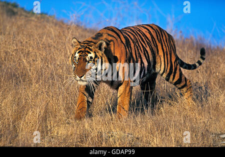 BENGAL TIGER Panthera Tigris Tigris, Erwachsene WALKING ON DRY GRASS Stockfoto