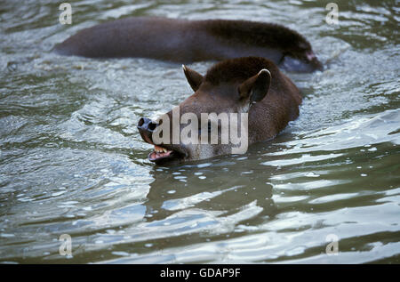 Flachland TAPIR Tapirus Terrestris, paar IN Wasser Stockfoto