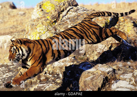 BENGAL TIGER Panthera Tigris Tigris, Erwachsene springen von Fels Stockfoto