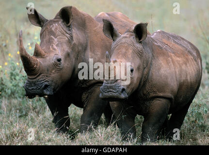 Breitmaulnashorn Ceratotherium Simum, Mutter mit jungen Stockfoto