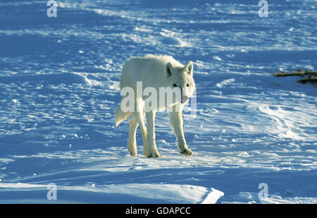 Arctic Wolf, Canis Lupus Tundrarum, Erwachsene auf Schnee, Alaska Stockfoto