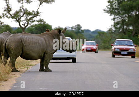 Breitmaulnashorn, Ceratotherium Simum, Erwachsene kreuzenden Straße Krügerpark in Südafrika Stockfoto