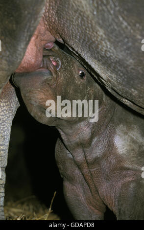 Breitmaulnashorn Ceratotherium Simum, BABY Säugling Mutter Stockfoto