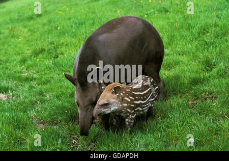 Flachland Tapir Tapirus Terrestris, weiblich mit Kalb Stockfoto