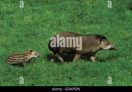 Flachland TAPIR Tapirus Terrestris, weibliche mit YOUNG Stockfoto