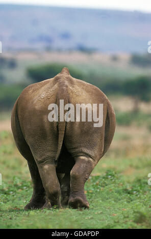 Breitmaulnashorn, Ceratotherium Simum, Adult, Südafrika Stockfoto