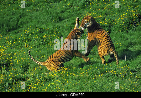 Bengal Tiger, Panthera Tigris Tigris, Erwachsene kämpfen Stockfoto