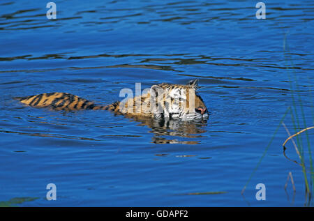 Bengal Tiger, Panthera Tigris Tigris, Erwachsene im Wasser Stockfoto