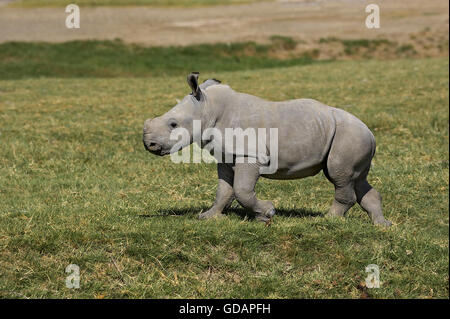 Breitmaulnashorn, Ceratotherium Simum, Kalb auf dem Rasen, Nakuru Park in Kenia Stockfoto