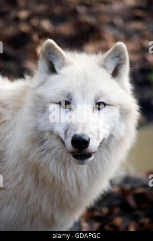 Porträt von Arctic Wolf, Canis Lupus tundrarum Stockfoto