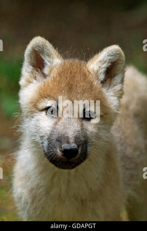 Arctic Wolf, Canis Lupus Tundrarum, Porträt von Pup Stockfoto