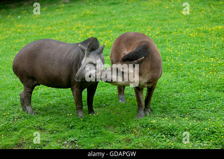 Flachland Tapir Tapirus Terrestris, Weibchen mit Männchen Stockfoto