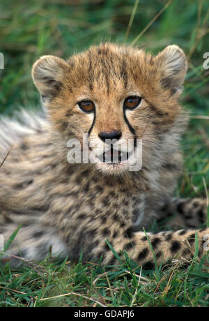 Gepard Acinonyx Jubatus, Porträt von CUB, Kenia Stockfoto