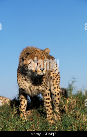 Gepard Acinonyx Jubatus, Erwachsene IN MASAI MARA PARK, Kenia Stockfoto