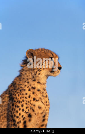 Gepard Acinonyx Jubatus, Erwachsene IN MASAI MARA PARK, Kenia Stockfoto