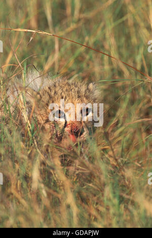 Gepard Acinonyx Jubatus, CUB mit blutigen Gesicht GETARNTES IN langen GRASS, Kenia Stockfoto