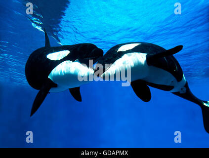 Schwertwal Orcinus Orca, Erwachsene Stockfoto