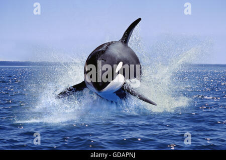 Schwertwal Orcinus Orca, Erwachsene Leaping, Kanada Stockfoto