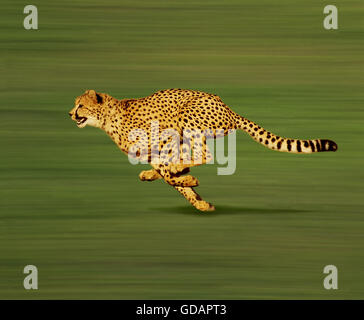 Gepard, Acinonyx Jubatus, Erwachsenen ausgeführt Stockfoto