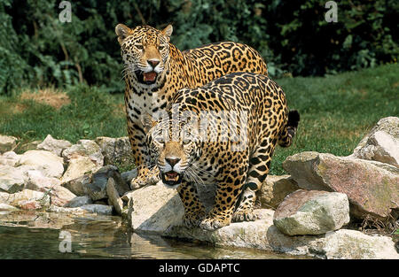 JAGUAR Panthera Onca, Erwachsene am Wasserloch Stockfoto