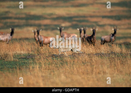 Gepard Acinonyx Jubatus mit Konferenz Damaliscus Korrigum, MASAI MARA IN Kenia Stockfoto