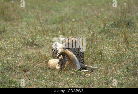 Gepard, Acinonyx Jubatus, Erwachsene mit einem Kill, ein Thomson es Gazelle, Masai Mara Park in Kenia Stockfoto