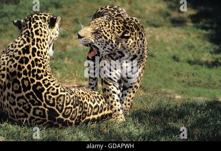 Jaguar, Panthera Onca, Männchen mit Weibchen, Knurren Stockfoto