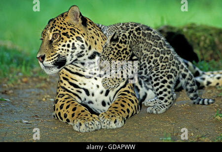 Jaguar, Panthera Onca, Mutter mit jungen spielen Stockfoto