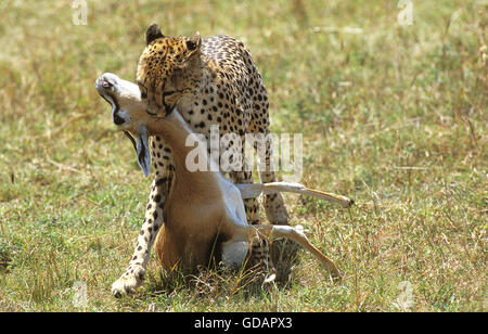 Gepard Acinonyx Jubatus, Erwachsene mit A THOMSON GAZELLE töten, MASAI MARA PARK, Kenia Stockfoto