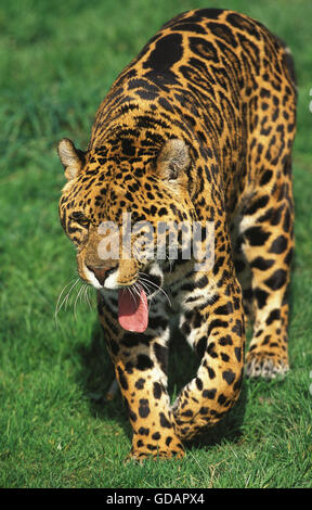 JAGUAR Panthera Onca, Erwachsene GÄHNEN Stockfoto